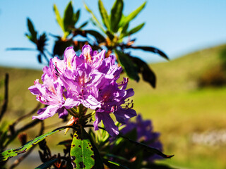 A bunch of purple flowers with a few brown spots on them. The flowers are in a green bush. Bloom season concept. Beautiful nature colors and shape.