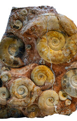 Fossil ammonite from the Jurassic in stone