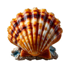 Obraz premium Scallop sea shell top view, natural texture and ridges, isolated on transparent background