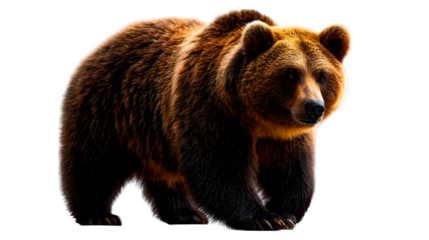 Side profile of a big brown bear standing on all four legs, full body visible with fur details, isolated on pure white background