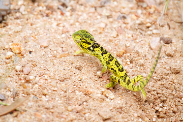 The little chamelion