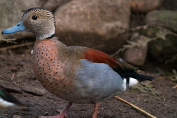 a man of the sliding shoulder duck