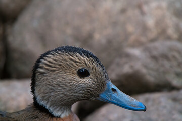 The head of the sliding shoulder ducks