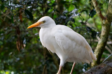 beautiful white colored hunter