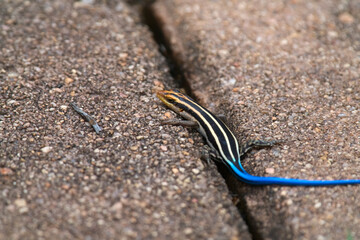Little but colorful lizard