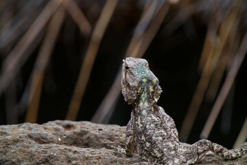 Grey of the bearded dragons