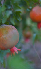 Red pomegranate hanging on a branch