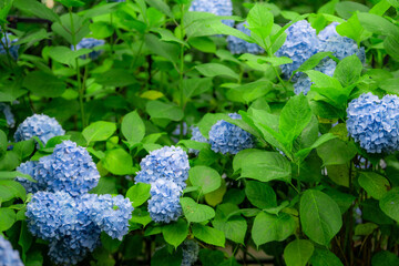 青いアジサイと緑の葉の群生