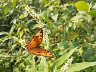 Peacock pansy butterfly (Junonia almana) on flower in outdoor garden 
