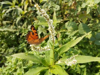 Peacock pansy butterfly (Junonia almana) on flower in outdoor garden 