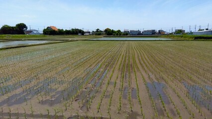 初夏の近郊の田植えの済んだ田んぼ風景