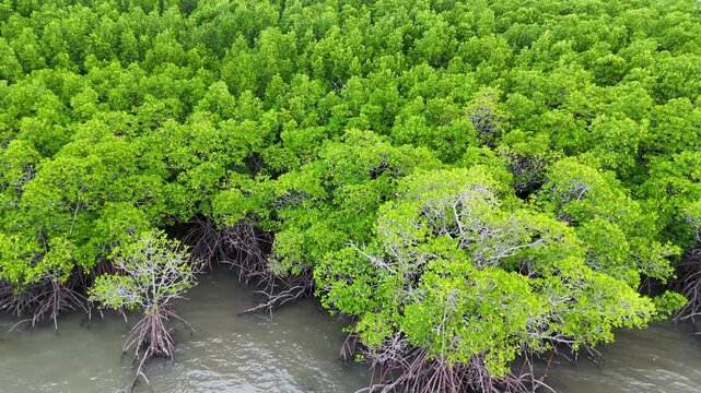 Aerial View of Mangrove (Rhizophora spp.) Forest Along Port Douglas Shoreline