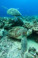Turtles underwater at Gili Meno Indonesia