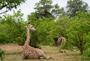 Kruger National Park, South Africa, Safari