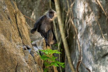 Germain's Langur - Trachypithecus germaini, rare endagered Old World monkey native to tropical forests of Indochina, Vietnam.