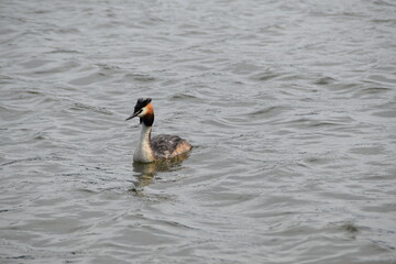 A cute multi colored great crested grebe is swimming in water in sunny summer day.