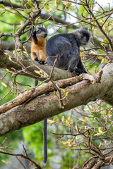 Germain's Langur - Trachypithecus germaini, rare endagered Old World monkey native to tropical forests of Indochina, Vietnam.