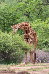 Kruger National Park, South Africa, Safari