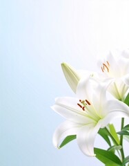 Naklejka premium Lily flower background