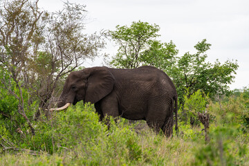 Kruger National Park, South Africa, Safari