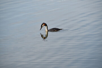A cute multi colored great crested grebe is swimming in water in sunny summer day.