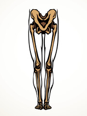 Vector drawing. Bones of the leg