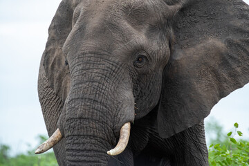 Kruger National Park, South Africa, Safari
