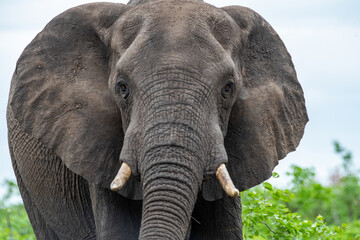 Kruger National Park, South Africa, Safari