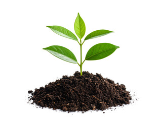 Small green plant sprouts from dark soil on a white background. Suitable for gardening, nature, growth, environmental concepts in design.