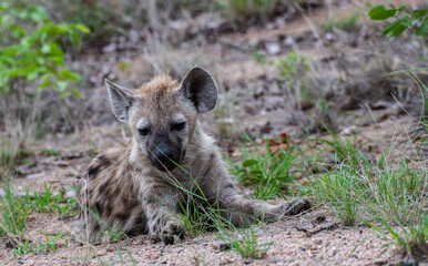 Kruger National Park, South Africa, Safari
