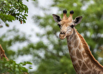 Naklejka premium Kruger National Park, South Africa, Safari