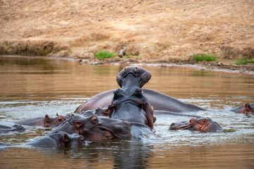 Fototapeta premium Kruger National Park, South Africa, Safari