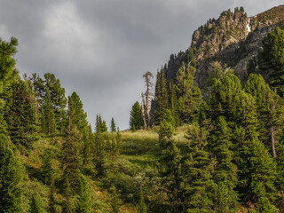 Coniferous forest at the top of the mountain.