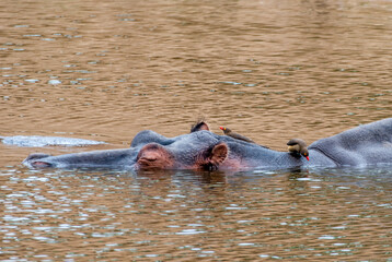 Fototapeta premium Kruger National Park, South Africa, Safari