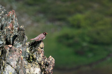 Black-throated Thrush, a bird sit on a rock