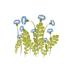 Cornflowers Illustration Flat Color