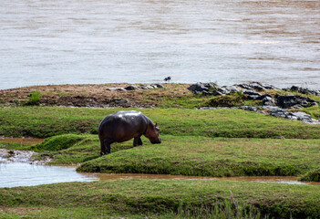 Kruger National Park, South Africa, Safari