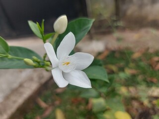 Pure white flower with multiple petals, possibly jasmine or frangipani, surrounded by green buds and foliage in a tropical setting.