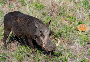Kruger National Park, South Africa, Safari