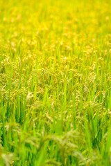 close up photo of golden rice field