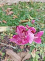 Close-up of a wilted pink rose with dry petals, symbolizing fading beauty and emotional depth. Ideal for vintage, nature, love, and artistic design themes.