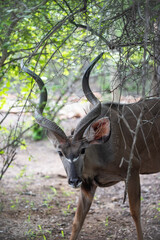 Kruger National Park, South Africa, Safari
