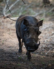 Kruger National Park, South Africa, Safari