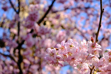 many pink sakura cherry blossom flowers bloom in spring in Japan with blurred background