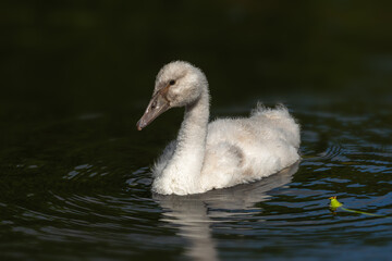 A grown swan chick ( Cygnus olor) swims in dark water