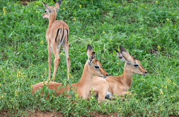 Kruger National Park, South Africa, Safari