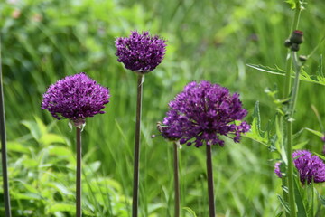 Purple flowers (Allium) are blossoming in a garden in sunny summer day.