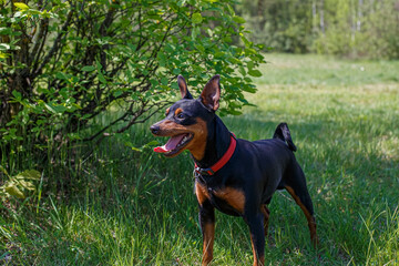 Dog. Portrait of a Zwergpinscher in a nature park on a walk. The year of the dog.