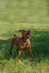 Dog. Portrait of a Zwergpinscher in a nature park on a walk. The year of the dog.