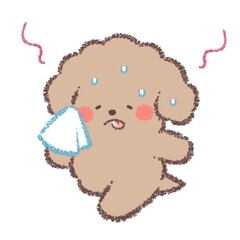 暑がるトイプードル